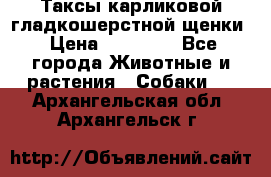 Таксы карликовой гладкошерстной щенки › Цена ­ 20 000 - Все города Животные и растения » Собаки   . Архангельская обл.,Архангельск г.